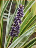 Liriope muscari &#39;Variegata&#39;