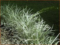 Liriope muscari &#39;Variegata&#39;