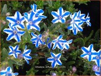 Lithodora diffusa &#39;Star&#39;