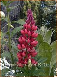 Lupinus 'My Castle'