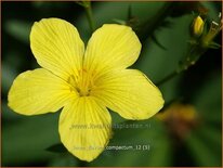 Linum flavum &#39;Compactum&#39;