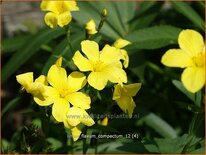 Linum flavum &#39;Compactum&#39;