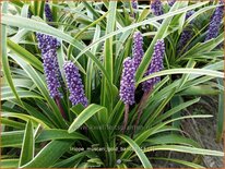 Liriope muscari &#39;Gold Banded&#39;