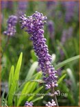 Liriope muscari &#39;Moneymaker&#39;