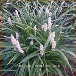 Liriope muscari &#39;Monroe White&#39;