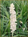 Liriope muscari &#39;Monroe White&#39;