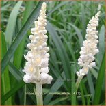 Liriope muscari &#39;Monroe White&#39;