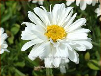 Leucanthemum 'Paladin'