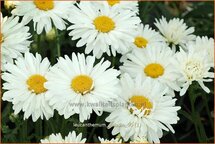 Leucanthemum 'Paladin'