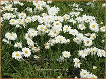 Leucanthemum 'Paladin'