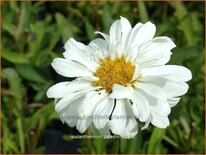 Leucanthemum 'Paladin'