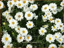 Leucanthemum 'Paladin'