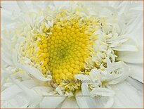 Leucanthemum &#39;Wirral Supreme&#39;