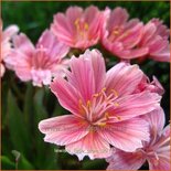 Lewisia &#39;Little Plum&#39;