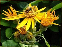 Ligularia dentata