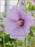 Lavatera &#39;Lilac Lady&#39;