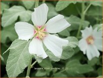 Lavatera &#39;Silver Barnsley&#39;