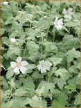 Lavatera &#39;Silver Barnsley&#39;