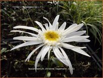 Leucanthemum &#39;Christine Hagemann&#39;