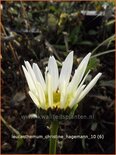 Leucanthemum &#39;Christine Hagemann&#39;