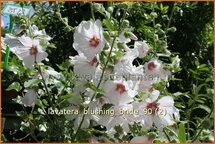 Lavatera &#39;Blushing Bride&#39;