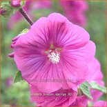 Lavatera &#39;Bredon Springs&#39;