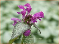 Lamium maculatum &#39;Beacon Silver&#39;