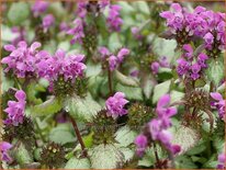 Lamium maculatum &#39;Beacon Silver&#39;