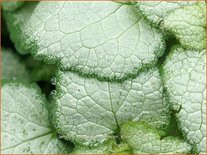 Lamium maculatum &#39;Beacon Silver&#39;