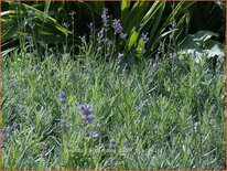 Lavandula angustifolia &#39;Dwarf Blue&#39;