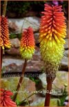 Kniphofia uvaria