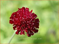 Knautia macedonica &#39;Red Knight&#39;