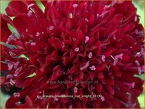 Knautia macedonica &#39;Red Knight&#39;