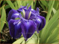 Iris laevigata &#39;Schwarzer See&#39;