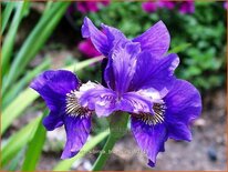 Iris sibirica &#39;Blue King&#39;