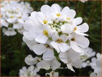 Iberis sempervirens &#39;Snowflake&#39;