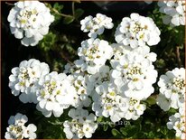 Iberis sempervirens &#39;Snowflake&#39;