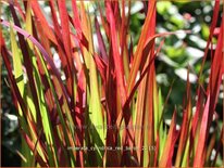 Imperata cylindrica &#39;Red Baron&#39;