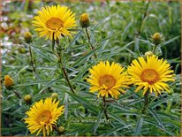 Inula ensifolia