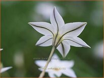 Ipheion uniflorum