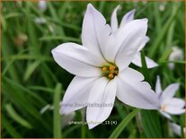 Ipheion uniflorum