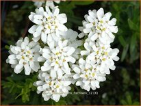 Iberis sempervirens &#39;Fischbeck&#39;