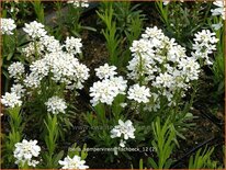 Iberis sempervirens &#39;Fischbeck&#39;