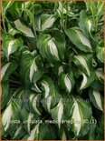 Hosta 'Undulata Mediovariegata'