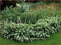 Hosta 'Undulata Mediovariegata'