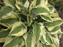 Hosta 'Wide Brim'