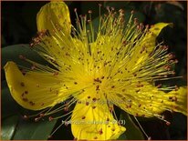 Hypericum calycinum