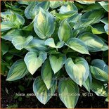 Hosta sieboldiana &#39;Great Expectations&#39;