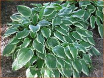 Hosta 'Undulata Albomarginata'