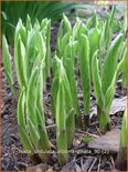 Hosta 'Undulata Albomarginata'